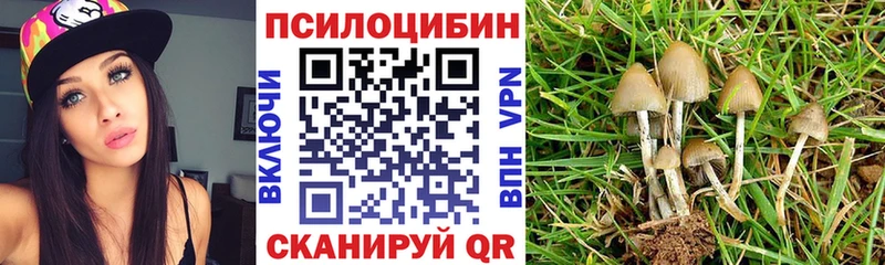 Псилоцибиновые грибы Psilocybe  Купить где  Зуевка 